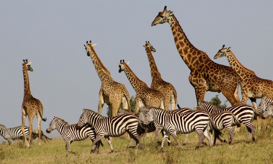 OK - Giraffes and zebras