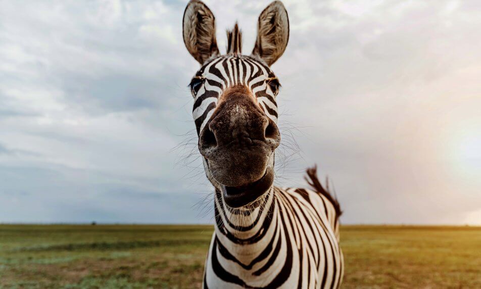 OK - Zebra selfie